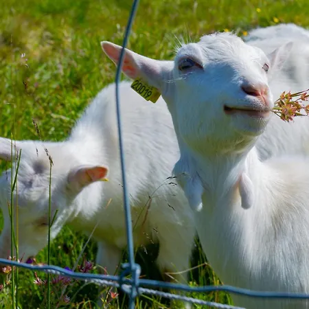 Relaxing Getaway With Sauna And Terrace